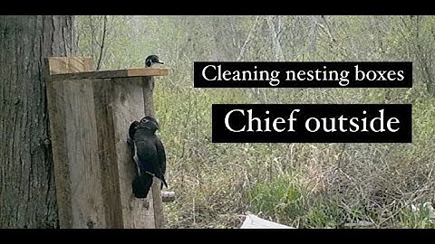 How to clean up wood duck boxes! Cleaning Nesting Boxes