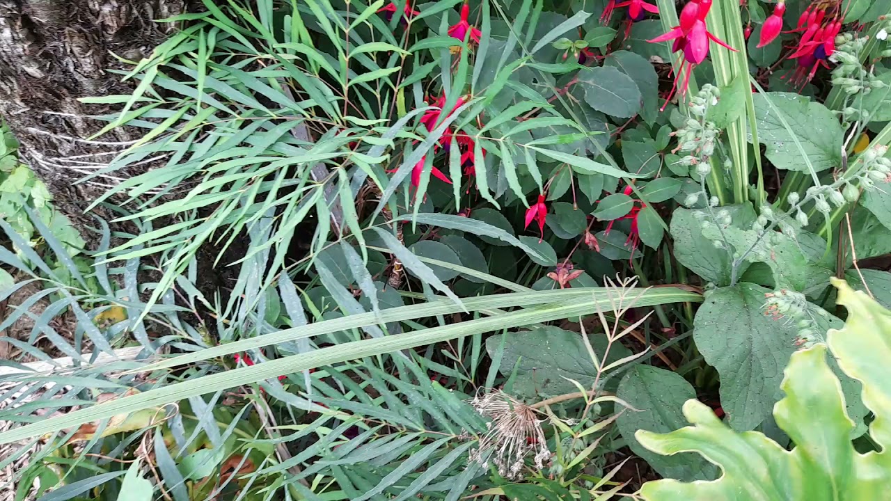 A look at a couple of plants I've not talked about