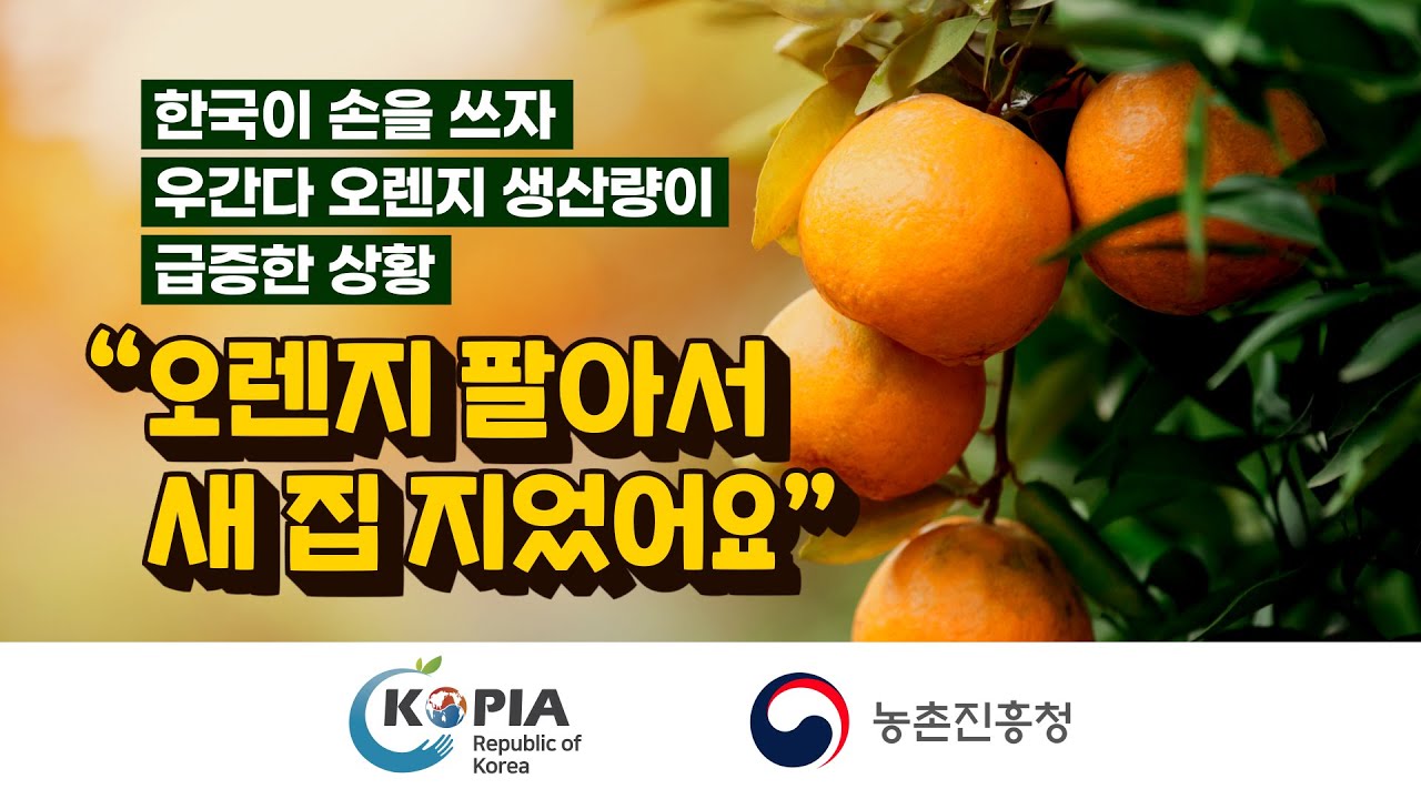 K-농업기술로 해결! 우간다 Teso 오렌지 마을 가뭄 극복기! 🍊