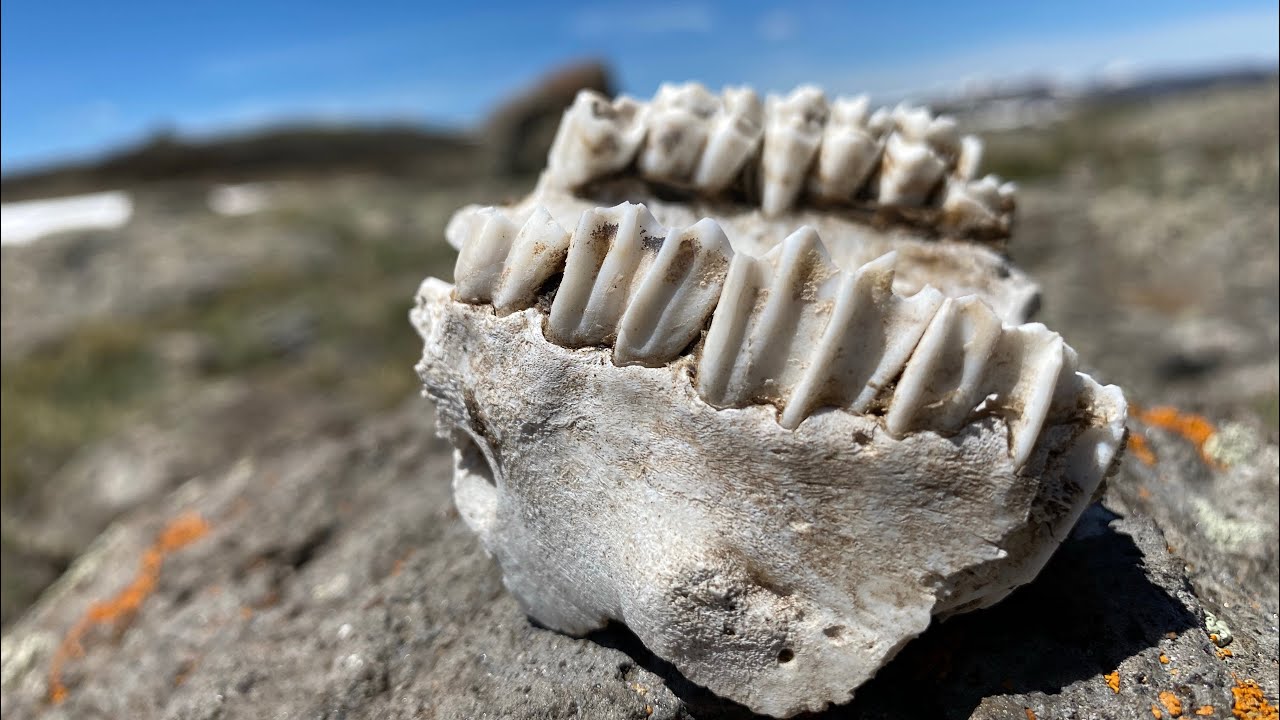 Flat Tops Wilderness June 2020