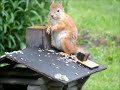 Squirrel / Orava (Sony DSC-H10)