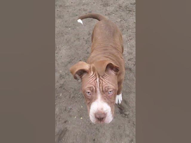 play before the rain #Ash&Maple #pitbull #puppy #shortsfeed