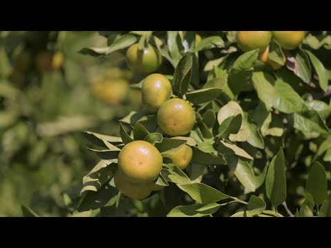 Video: Sezona cvatnje kumkvata - zašto nema cvjetanja na stablima kumkvata