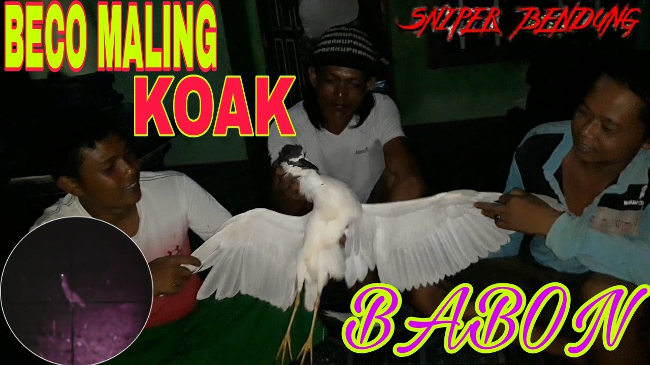 BERBURU BURUNG KOAK DI MALAM HARI DAPAT KOAK BABON 
