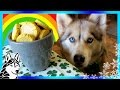 DIY POT OF GOLD DOG TREATS | St Patrick's Day 🍀 | DIY Dog Treats | Snow Dogs Snacks 67