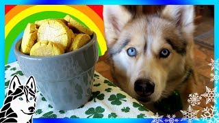 DIY POT OF GOLD DOG TREATS | St Patrick's Day  | DIY Dog Treats | Snow Dogs Snacks 67