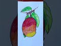 Mango 🥭 drawing step by step colour .