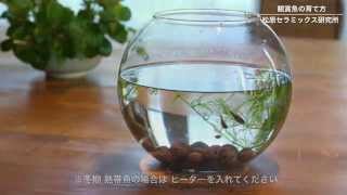 セラミックスボールを使った観賞魚の育て方