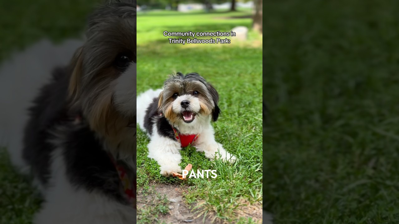 Introducing Vinnie, Marvin Gaye and Pants!  🐶✨ 