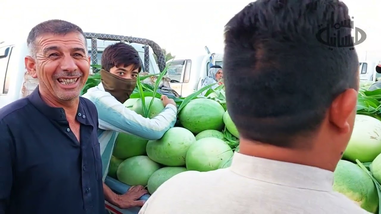بدء أنتاج الموسم الصيفي لمدن علي الغربي- شيخ سعد - الدجيلي لمحصولي الركي والبطيخ ...علوة شيخ سعد