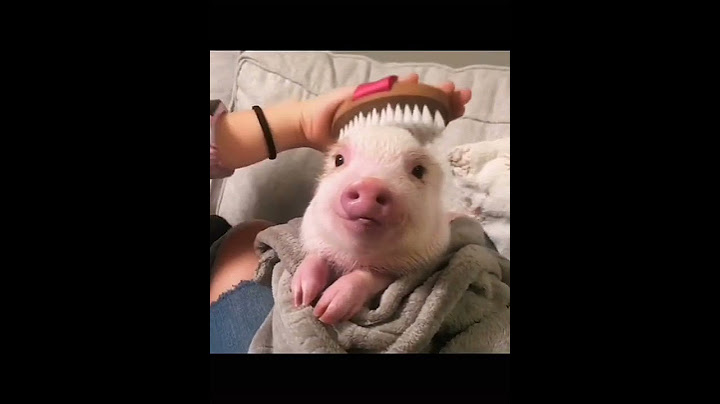 OMG this pig is so cute🐷#pig #pet #cutepets