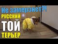 Русский Той Терьер, как купить одежду? Наш обзор покупок. AliExpress не предлагать!!!