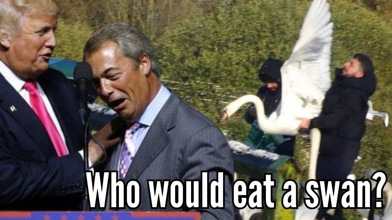 Скандал с поеданием лебедей