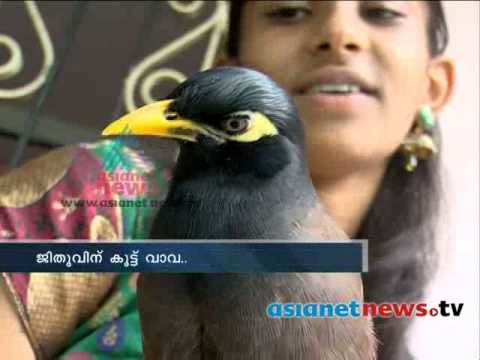 Mynah amazing bird that can imitate any sound   