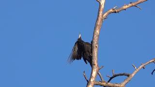 Утренний Моцион Желны. Morning Exercise Of The Black Woodpecker