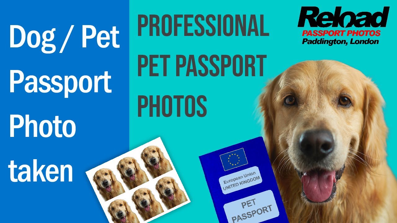 how to get a pet passport for a golden retriever in saint lucia