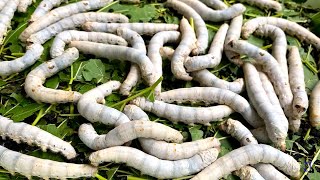 Silkworms life cycle from egg to moth in one minute