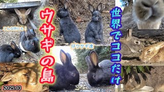 世界唯一 ウサギの島 大久野島のウサギ達🐰】仔ウサギ達も！ 2025.03