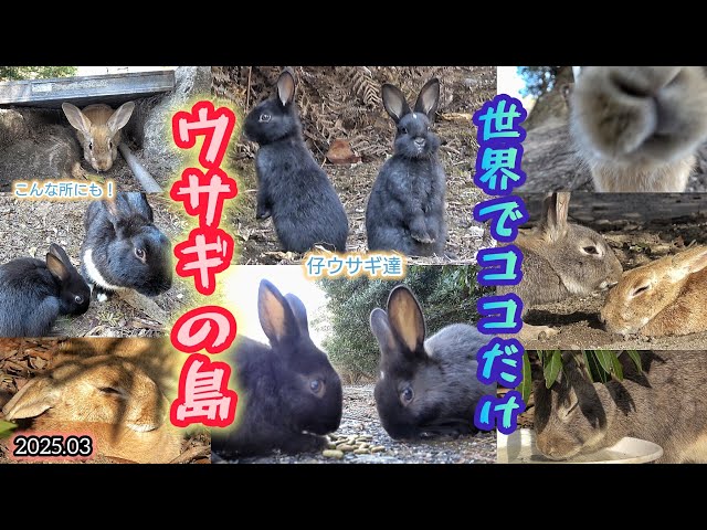 世界唯一 ウサギの島 大久野島のウサギ達🐰】仔ウサギ達も！ 2025.03