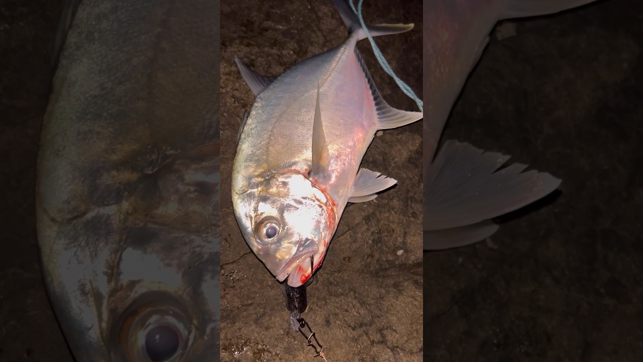 GT fish On a Zmanbadshad🎣🐟 