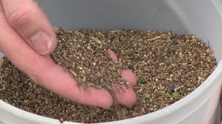 Quinoa Crop Production