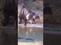Big Hippo Scares Crocodile Crocodile Animals Big Hippo Scares Crocodile Crocodile Animals