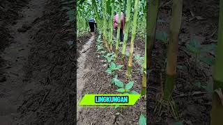 Kapan Kamu Tahu Sistem Bertani Seperti Ini tumpangsari pertanian perkebunan agrikultur