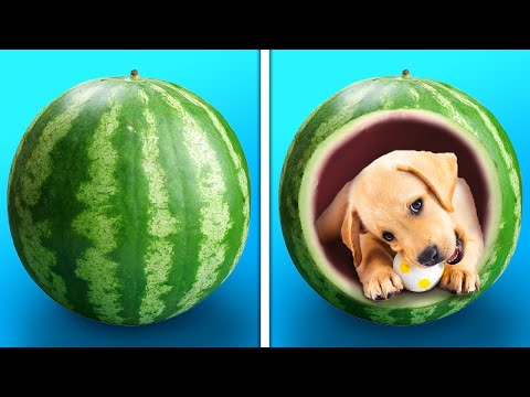 Video: 5 manualidades que tu mascota amará