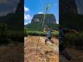 Sugarcane natural landscape garden and fresh eating so sweet #farming #shorts #sugarcane #viral