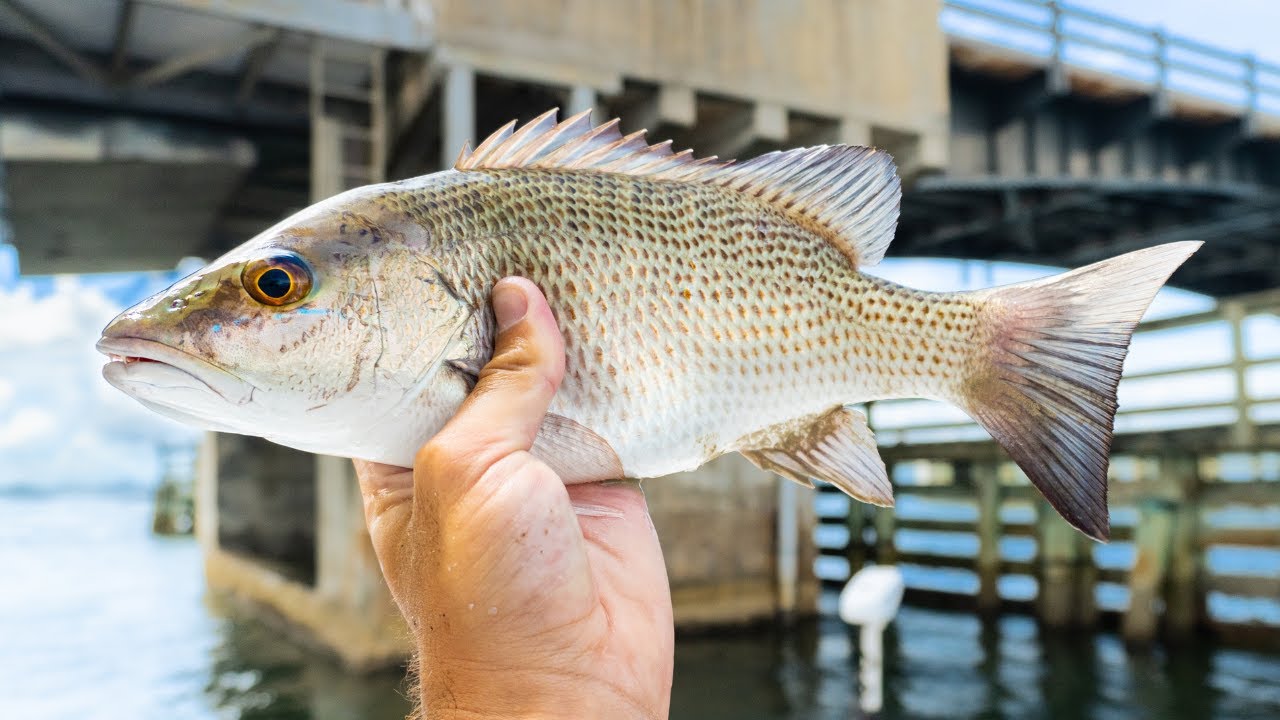 Fishing Under Bridges for Inshore Mangrove Snapper - EASY Technique 