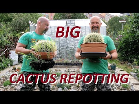Video: Jak Snadné Je Přesadit Kaktus?