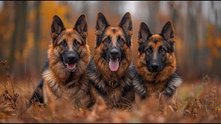 A walk with German shepherd dogs in the forest