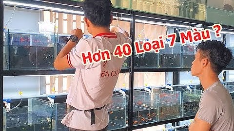 Khám Phá Cửa Hàng Cá 7 Màu Lớn Nhất Nhì Sài Gòn | HƠN 200 HỒ | The Biggest Guppy Shop Ever
