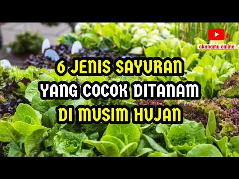 Tanaman Yang Cocok Saat Musim Hujan