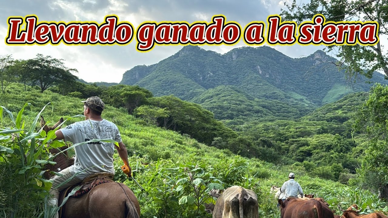 ARREANDO EL GANADO A LA SIERRA NUEVAS PASTURAS 🐄⛰️￼￼