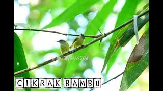 Suara pikat burung cikrak bambu || Langsung Nempel...!!