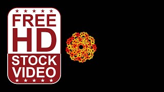 Free Stock Videos – sun flowers spinning on black background 2D animation