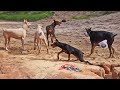 4 Month old Doberman Puppy Runs Off Leash with Pack of Dobermans, a Cane Corso, and Dogo Argentino