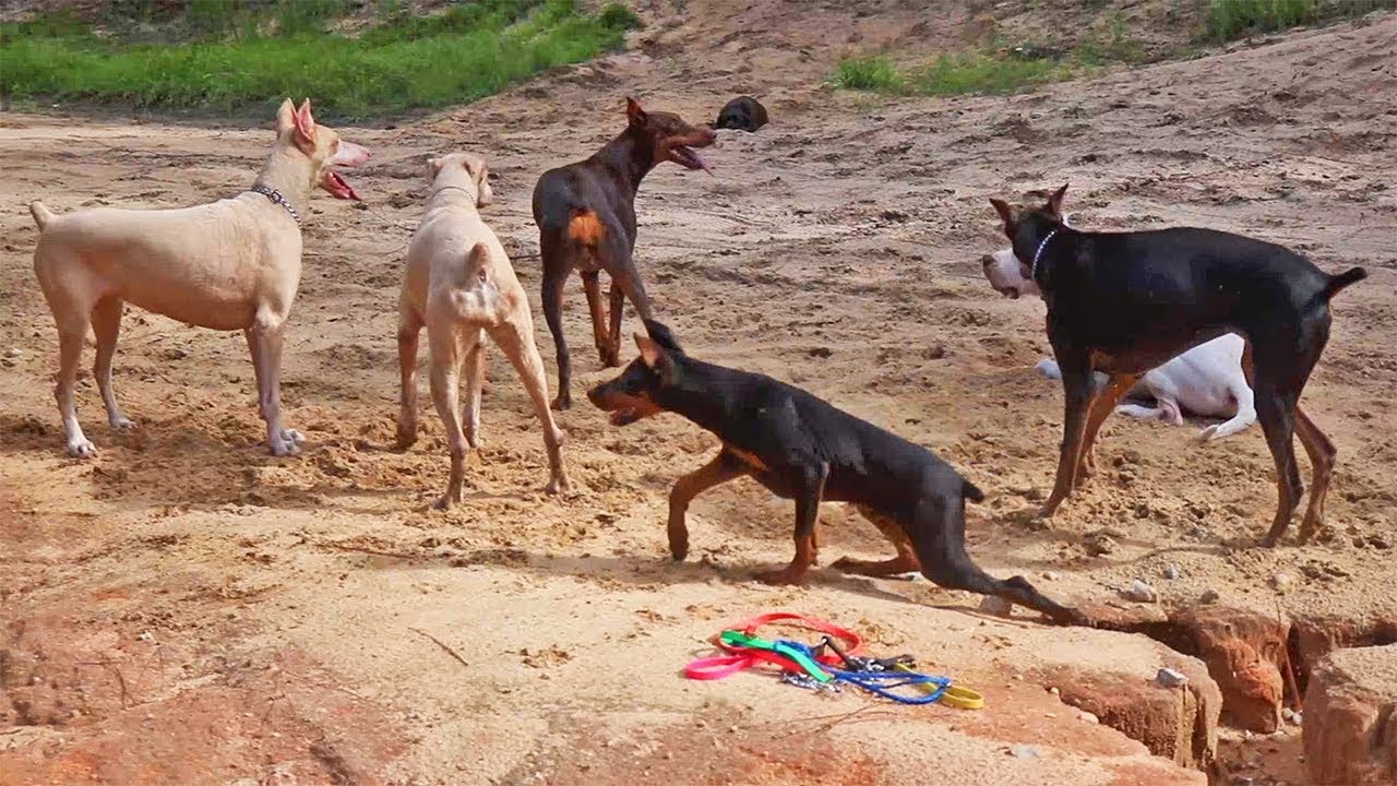 4 Month Old Doberman Puppy Runs Off Leash With Pack Of Dobermans, A Cane  Corso, And Dogo Argentino - Youtube