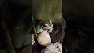 My talking frog screenshot 5