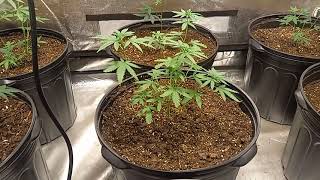 Humboldt Blueberry Cupcake strain