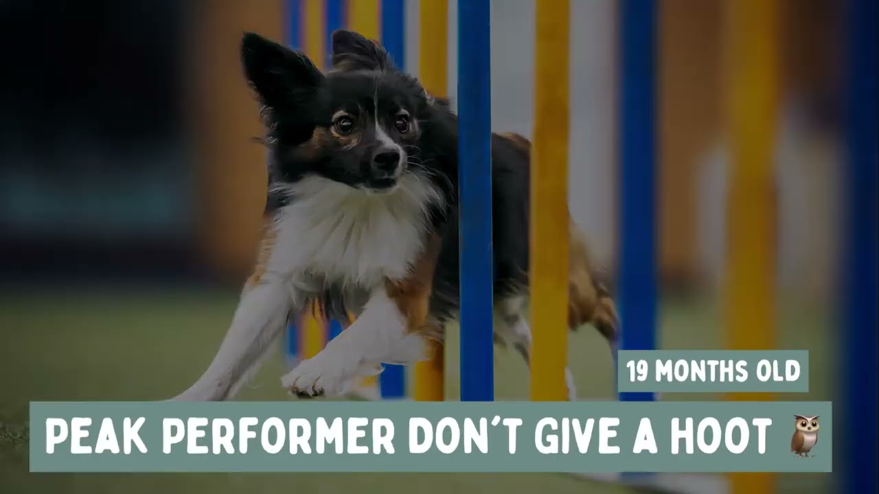 Borderpap "Peak Performer Don't Give A Hoot" – 19 months old