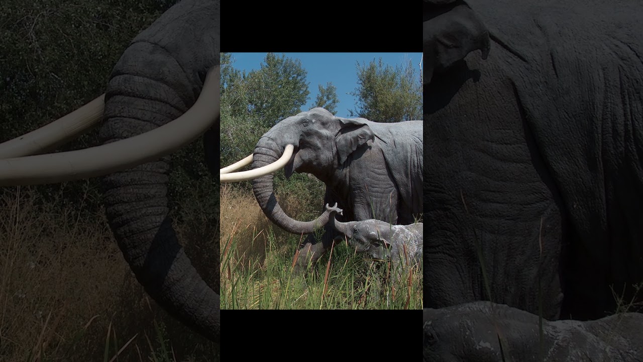 Самый маленький известный слон, когда-либо существовавший