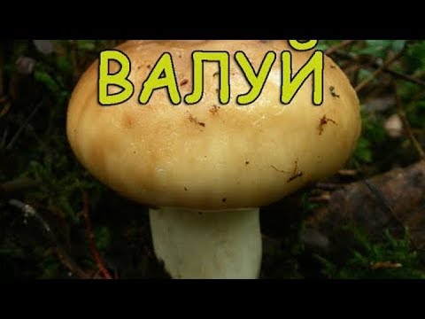 Гриб Валуй. Вполне съедобный. Как приготовить.