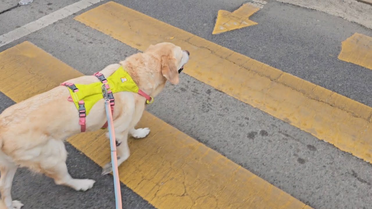 알아서 산책 한 뒤 집으로 찾아가는 리트리버