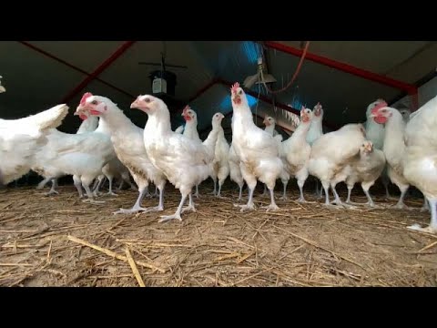 Video: Bresse, Francia y el mejor pollo del mundo