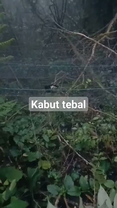 menjaring burung di hutan