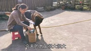 德牧和马犬性格完全不一样天天打架谁能赢