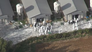 福岡の養鶏場で鳥インフル 9万羽殺処分、防疫実施