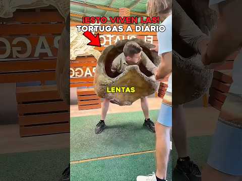 Este chico se ató un caparazón de 60 kilos para entender por qué las tortugas son tan lentas 🐢